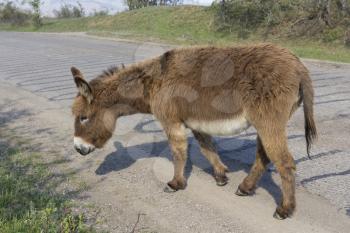 Brown donkey runs along the paved road.