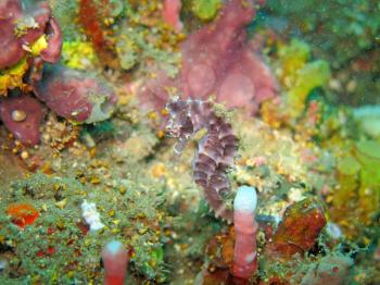 Bargibanti Pygmy Seahorse the smallest in the world in Bali.