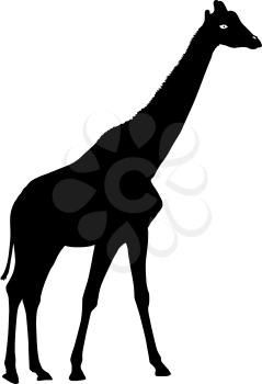 Silhouette high African giraffe on a white background.