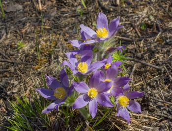 First spring flowers in the pine forest Sleep-grass or lumbago.