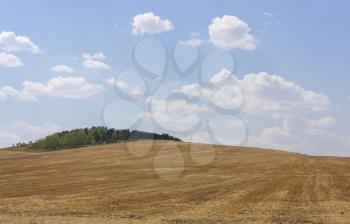Rolling Farm Hills of Wheat Crop Fields on Sunny Summer Day.