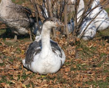 Gray domestic goose sitting in the autumn leaves.