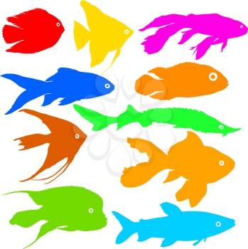 Color silhouette of aquarium fish on white background.