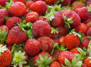 Background of beautiful and juicy strawberries with green leaves.