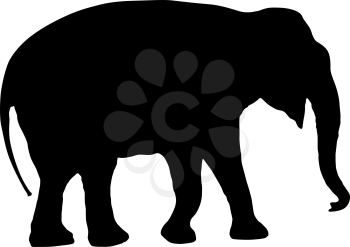 Silhouette large African elephant on a white background.