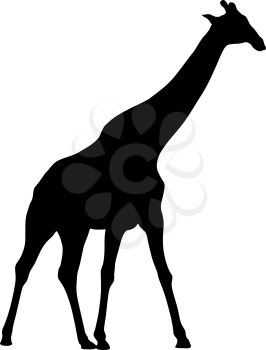 Silhouette of a high African giraffe on a white background.