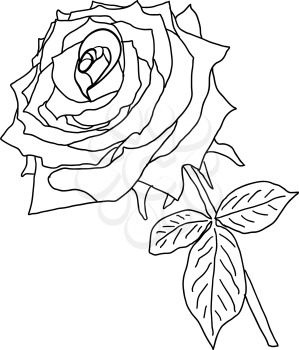 Beautiful sketch of a rose flower on a white background.