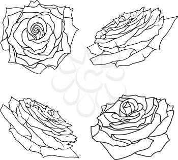 Beautiful set sketch of a rose flower on a white background.