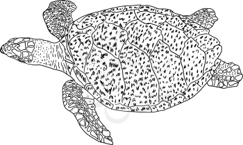 Sketch beautiful sea turtle on a white background.