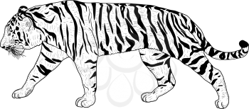 Sketch beautiful tiger on a white background.