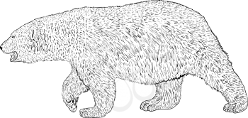 Sketch polar bear on a white background.
