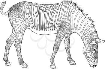 Sketch african zebra on a white background.
