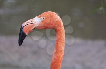 Portrait of a pink flamingo in a profile.