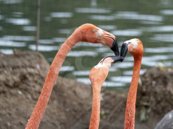 Portrait of three pink flamingos by the lake.