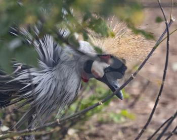 eautiful bird, Grey Crowned Crane with blue eye and red wattle.