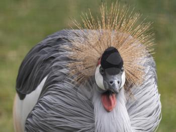 eautiful bird, Grey Crowned Crane with blue eye and red wattle.
