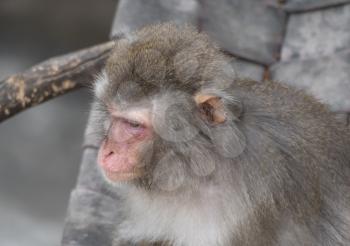 Portrait of a japanese macaque snow monkey.