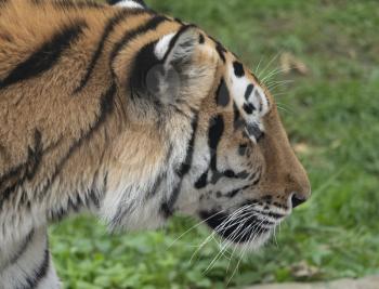 Close up of a predatory amur tiger's face.