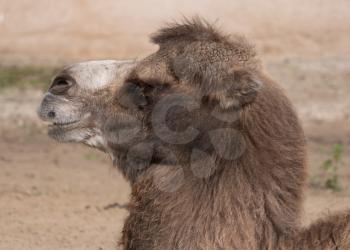 Portrait of a graceful two-humped camel resting in the shade.