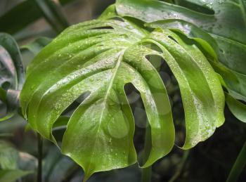 Big green leaf of Monstera plant,
