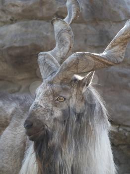 Beautiful mountain goat with helical long horns on the background of rocks.