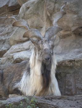 Beautiful mountain goat with helical long horns on the background of rocks.