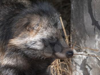 Raccoon dog resting in the shade of a tree.