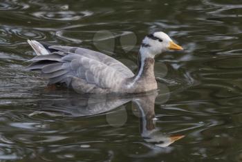 Grey ducks Gadwalls ANAS strepera Lake in Russia.