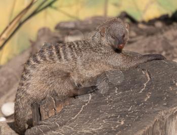 Banded mongoose (mungos mungo) resting in the sun.