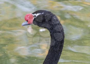 Graceful neck of a black swan with a red beak.