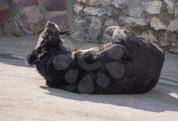 Himalayan bear or Ussuri black bear (Ursus thibetanus).
