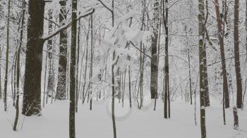 Winter forest during a snowfall, slow motion.