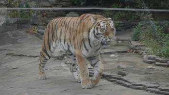 The Amur tiger is the graceful gait of the taiga.