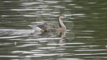 Goose on walk floating in the pond water.