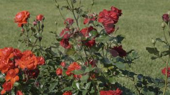 Red rose bush in a park in the wind.