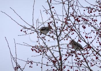 Waxwing flock of birds sitting on a branch of a mountain ash in winter.