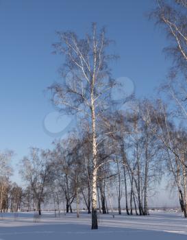Winter birch forest in the sunlight against the blue sky.