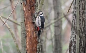 Great spotted woodpecker on a looking for food on a tree.