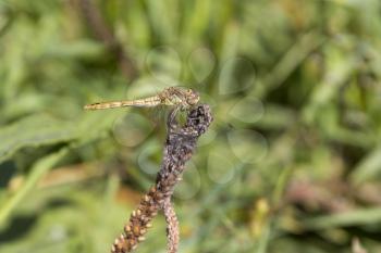 Dragonfly sits on dry branch on a background of green grass.