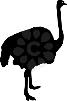 Silhouette big ostrich standing on a white background.