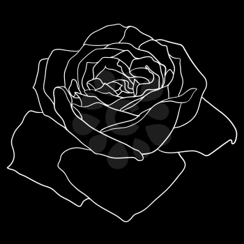 Beautiful monochrome sketch, black and white rose flower isolated.