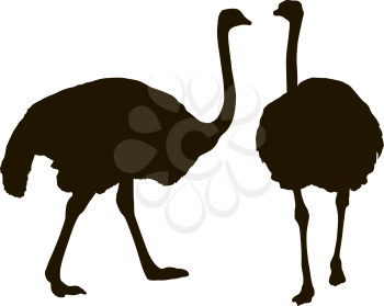 Silhouette big ostrich standing on a white background.