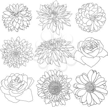 Beautiful monochrome sketch, black and white flower isolated.