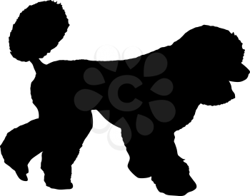 Poodle dog silhouette on a white background.