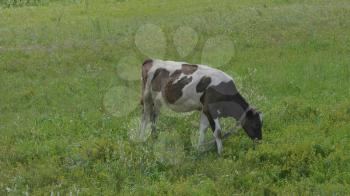 Young bull-calve grazes on the green field.