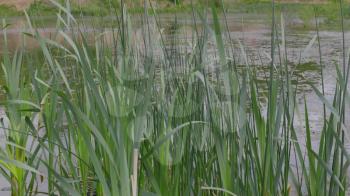 Wetlands with bulrush on the lake. UltraHD stock footage.
