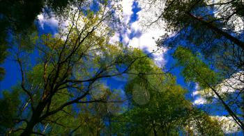 Time lapse european mixed forest. Tops of the trees. Looking up to the canopy.