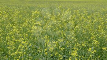 Flowering field of yellow canola in the wind.