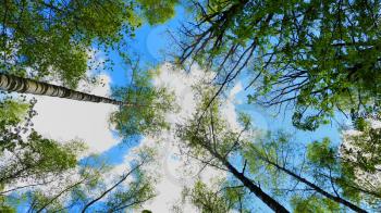 European mixed forest. Tops of the trees. Looking up to the canopy.