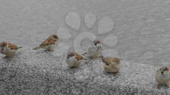 Small birds sparrows sitting on the concrete stone.
